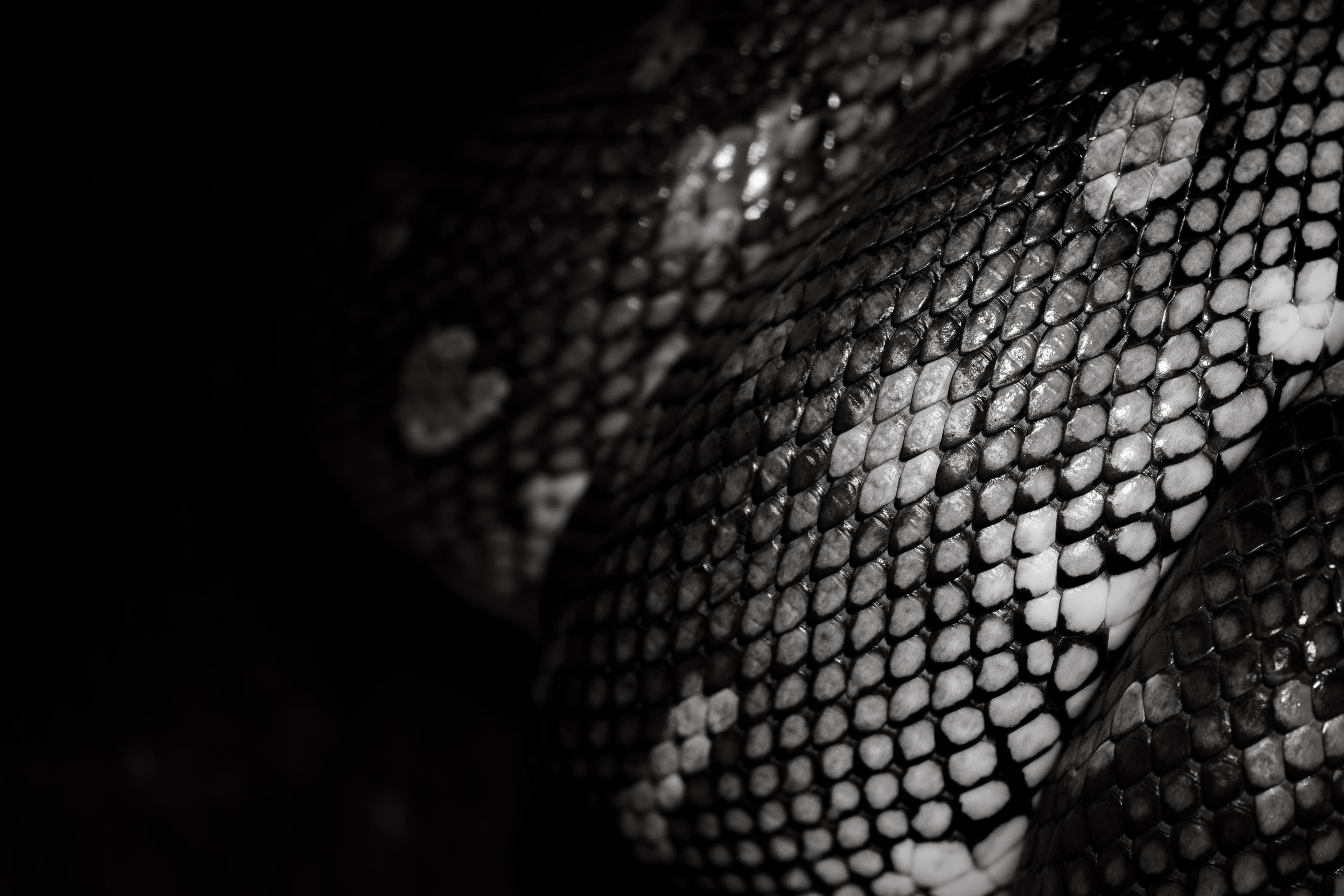 swing6-snakeimage